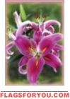Stargazer Lily House Flag