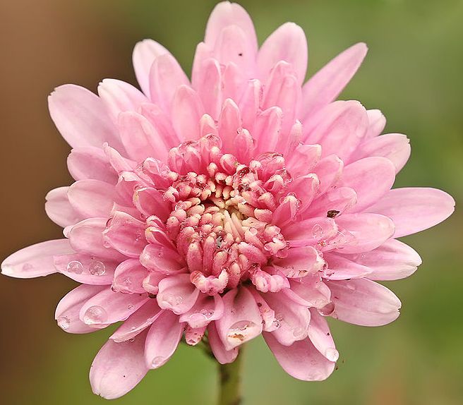 Chrysanthemums