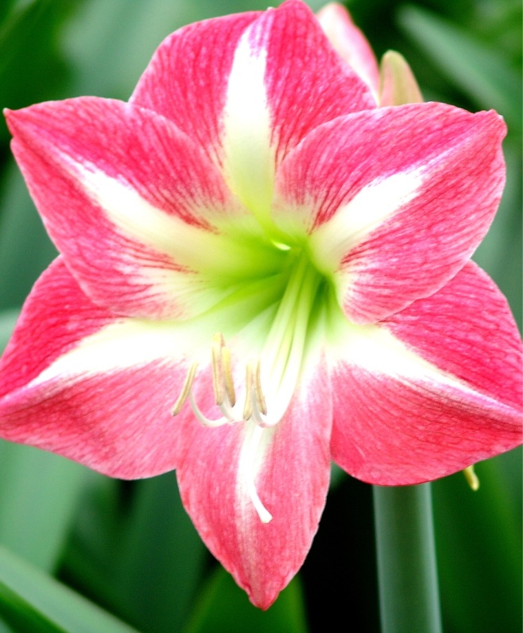 Amaryllis