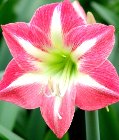 Amaryllis