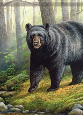 Bear