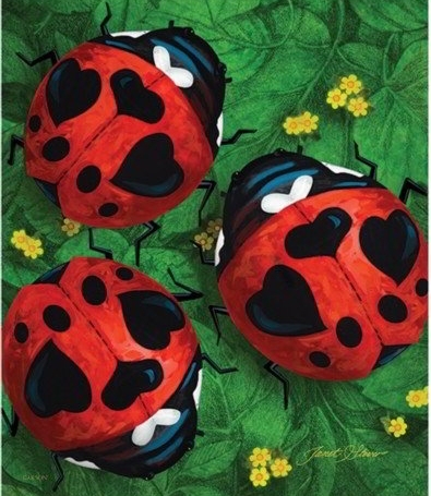 Ladybug