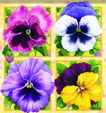 Pansy