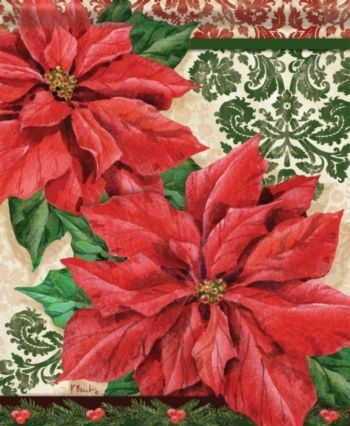 Poinsettia